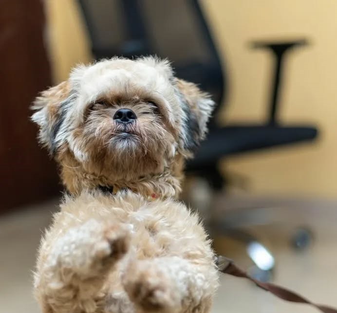 Comprehensive Pet Care